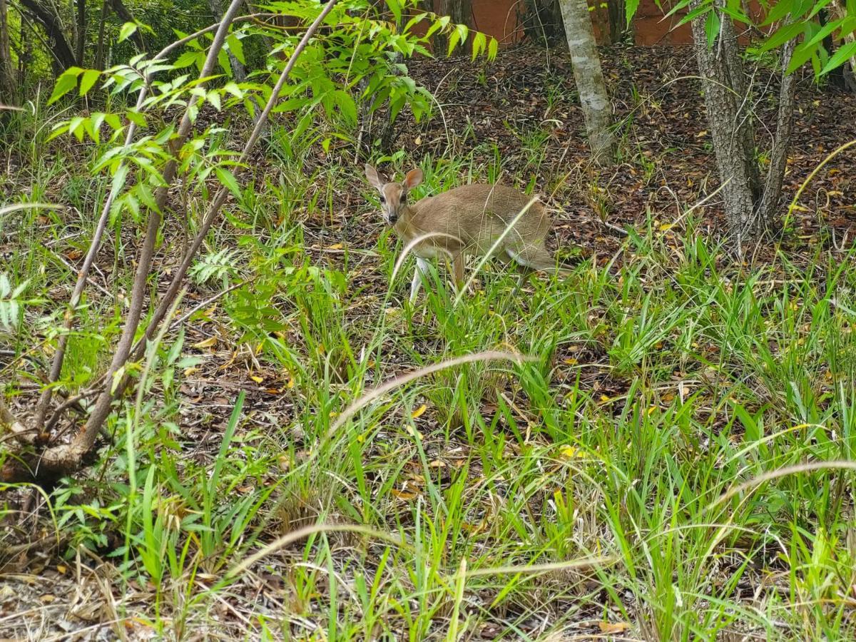 Gosana Eco Nature Hotell Kilifi Exteriör bild